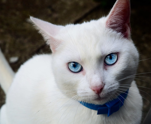 blue eyes. White Cat with Blue Eyes