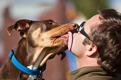 Jason Edward´s dog Duke lays on a big sloppy wet tongue kiss. Dog show in Morro Bay, 10 May 2009.  Best of Bay Pooch Pageant.  Is a dog´s mouth really cleaner than a human´s?