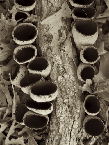 AKA Black Tulip Fungi