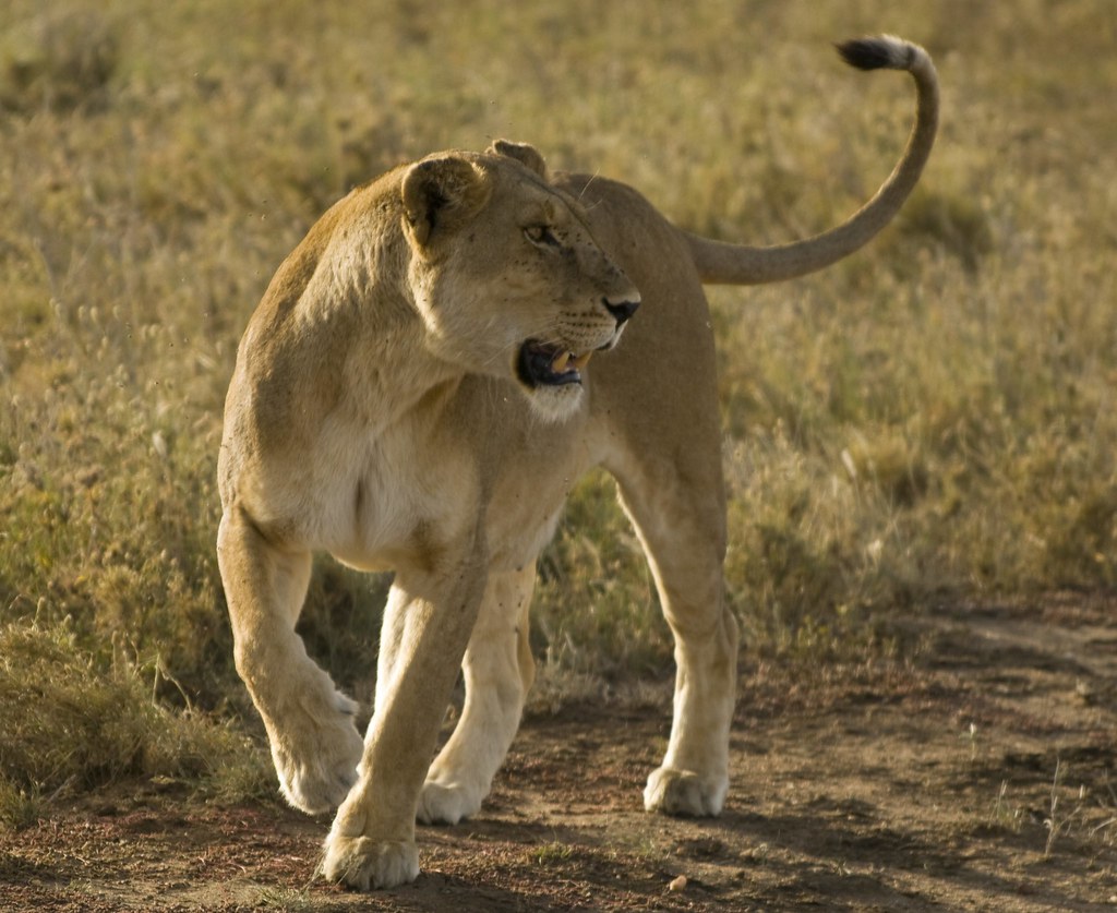 Dia quinto - 8 de mayo - Sentir el Serengeti - En busca de la gran migración (9)