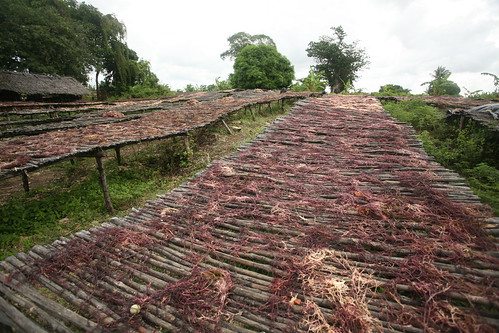 seaweed drying platform
