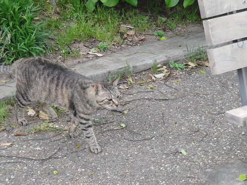 Today's Cat@2010-05-10