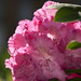 rhododendron, 杜鹃