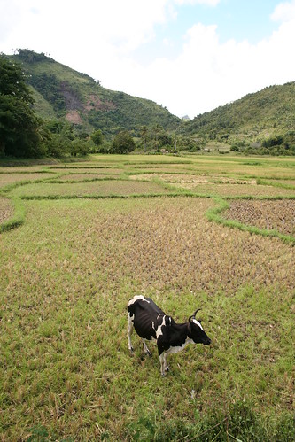 zebu in pasture