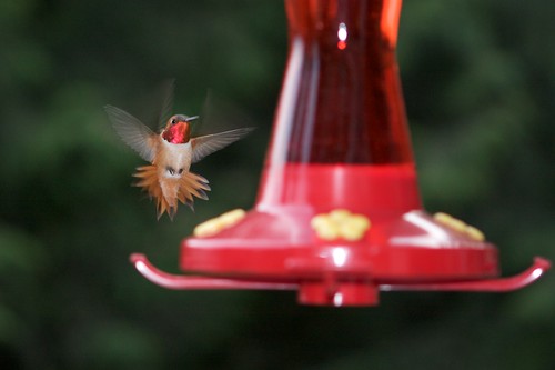 Rufus Hummingbird 04.06.09
