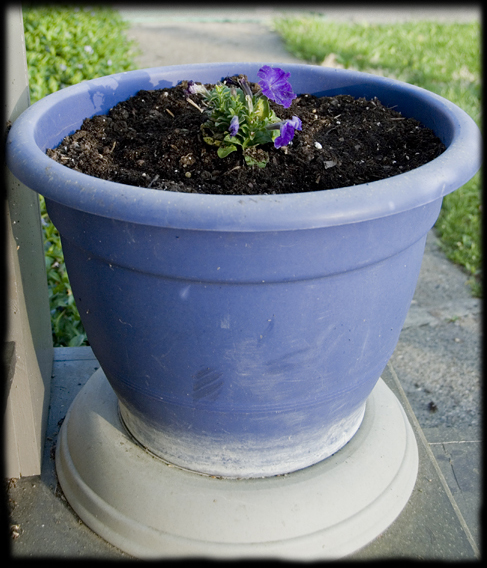 petunia-plant-container
