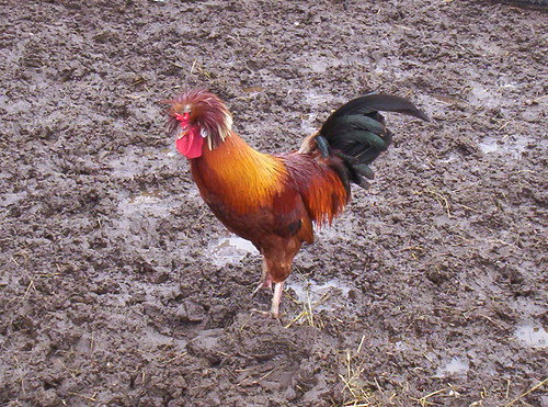 Polish Rooster