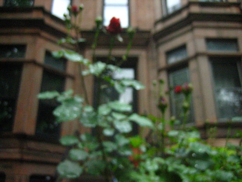 blurry rose.