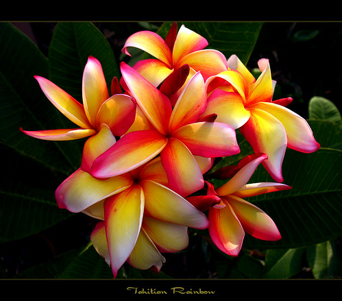 Hawaiian Flowers The Plumeria Tahitian Rainbow