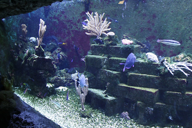 MODS fish tank 2
