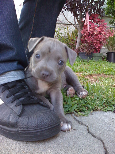  Guard dog - Blue pitbull puppy 