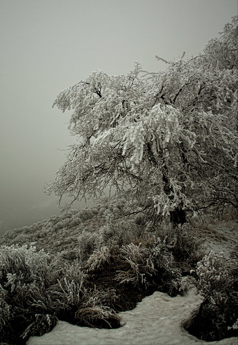 Tree Covered in Frost