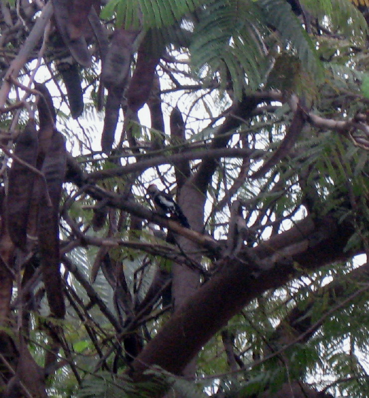 24-1-2009-woodpecker