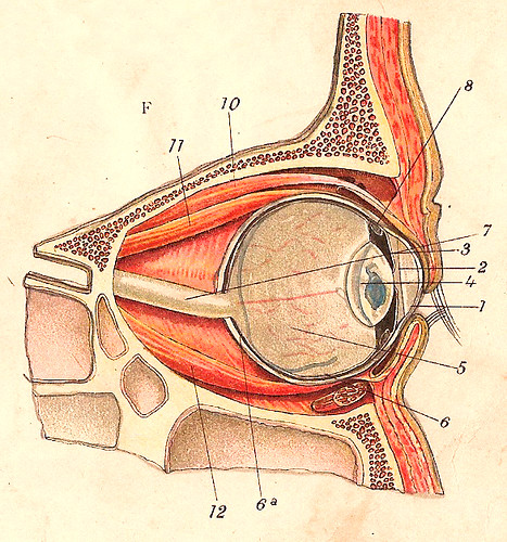 Anatomy of the eye / Anatomia do Olho