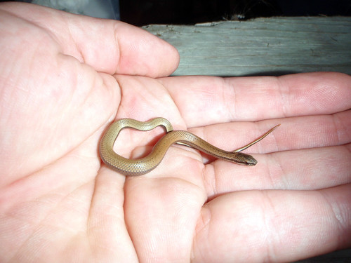 tiny ground snake5