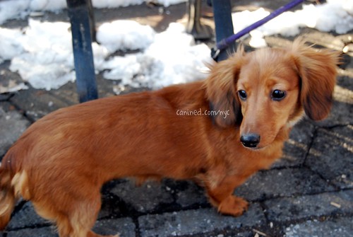 long haired dachshund photos. red long haired dachshund