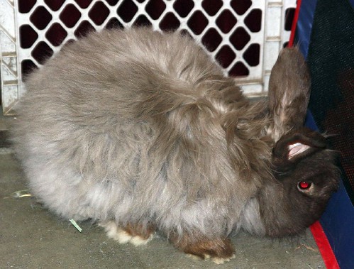 Long Haired Rabbit. 15 Long Haired Rabbit