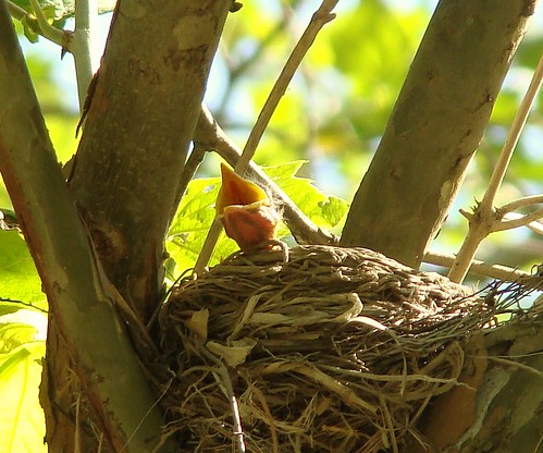 Baby robin