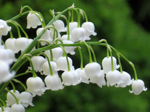 Lily of the Valley by lastonein, on Flickr