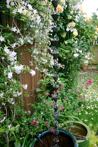 The Wall of Scent: jasmine and roses