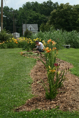 planting new daylilies