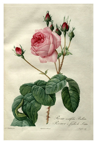 001-Les roses 1817-1824- Pierre-Joseph Redouté