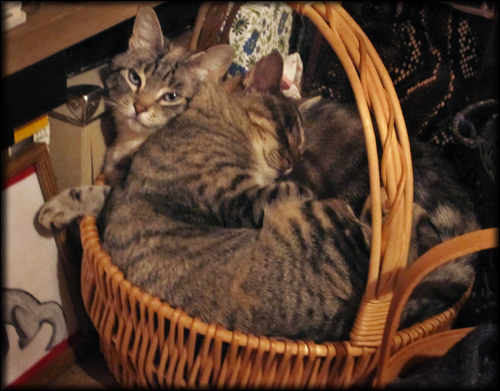 kittens in a baskets