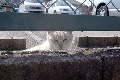 Today's Cat@20090308