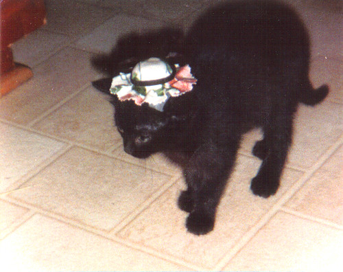 Rascal as a kitten wearing a doll hat by Daysleeper724