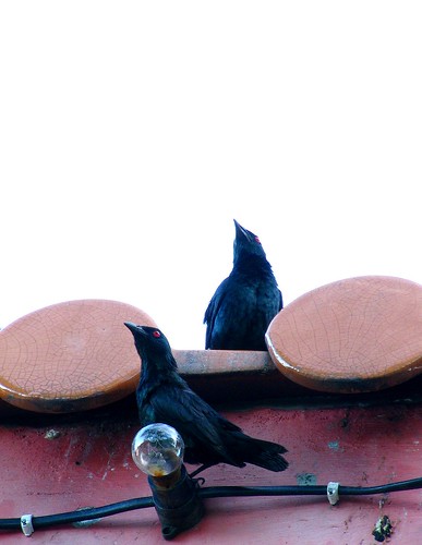 Dong Zen Starlings
