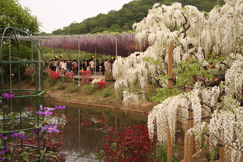 Ashikaga Flower Park 03