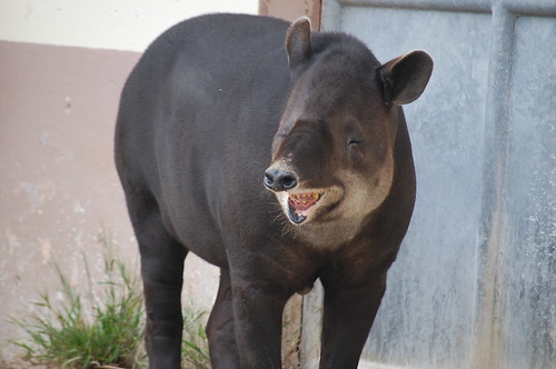 Laughing Tapir
