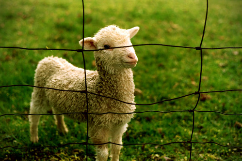  フリー画像| 動物写真| 哺乳類| 羊/ヒツジ| 子羊|       フリー素材| 