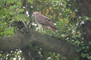 Arnold Arboretum, 18 May 2010: Red-tailed hawk perched on a tree at Bussey Hill