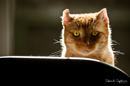 Cat Backlit