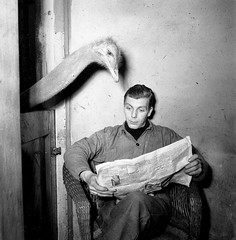 Ostrich reads newspaper of caretaker, originally uploaded by Nationaal Archief