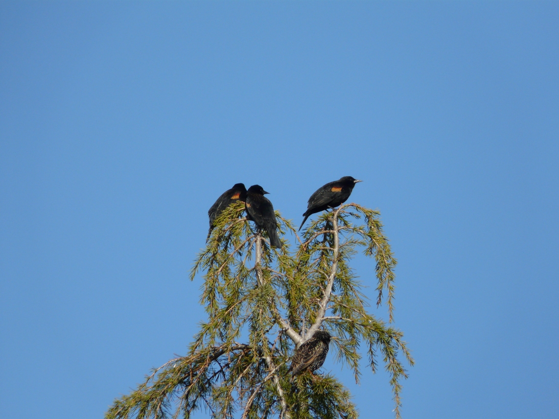 Red-winged Blackbirds (Agelaius phoeniceus) & European Starling (Sturnus vulgaris)