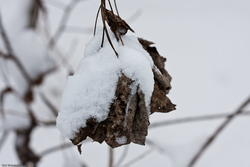 Snowy Leaf