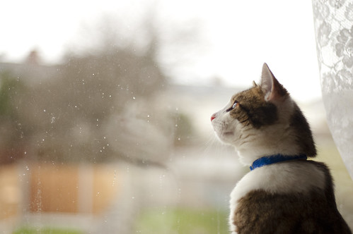 Looking Out on a Rainy Day