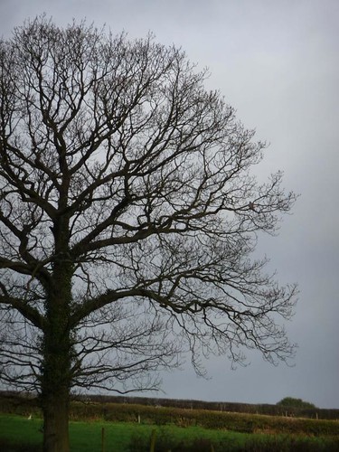 Kestrel in tree Totley Hall Farm