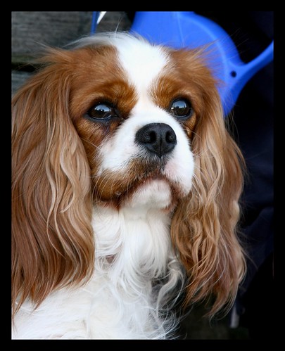 Wonderful King Charles Cavalier Spaniel I met today by you.