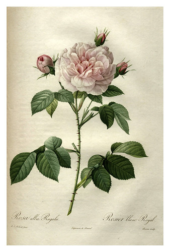 015-Les roses 1817-1824- Pierre-Joseph Redouté