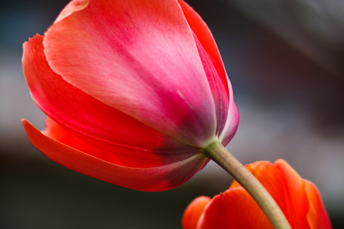 tulips-3860.jpg