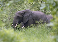 Elephant tracking, Majete, Malawi 2
