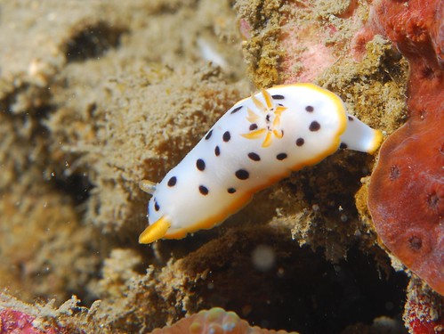 火龍果海蛞蝓