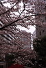 マンション街の桜(2)