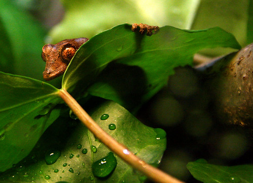 Satanic Leaf-Tailed Gecko!