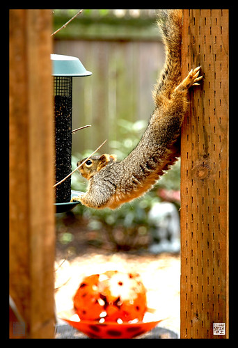 Spring scene in my garden today..nutty squirrel wants those sunflower seeds