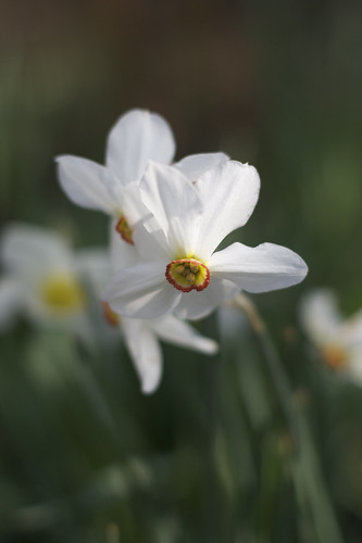 Narcissus ©  alexeyklyukin
