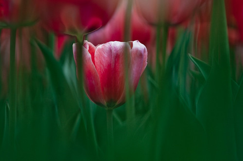 A hidden tulip